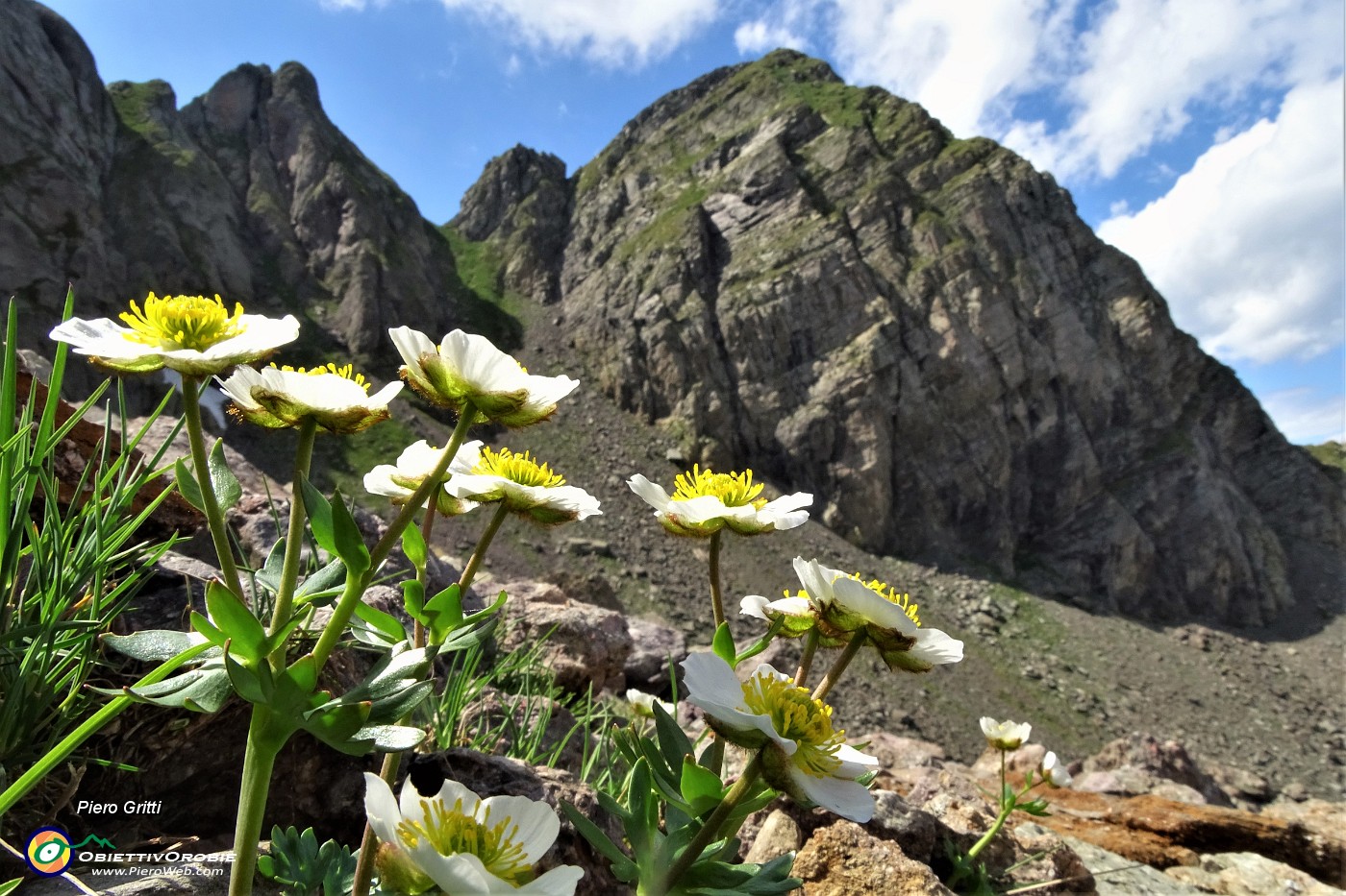 78 Erba dei camosci (Ranunculus glacialis) con da sfondo Pizzo di Trona.JPG